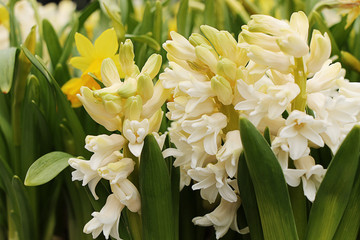 Light yellow blossoming hyacinth