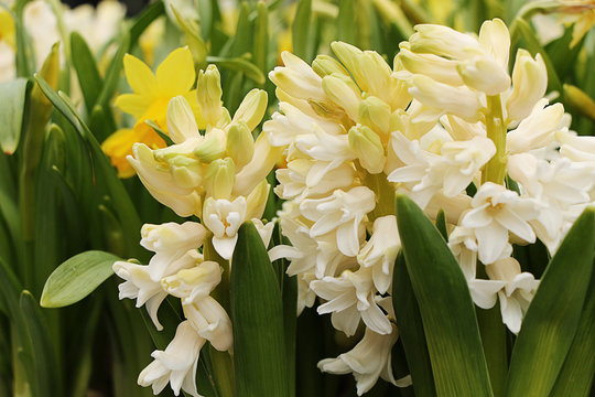 Fototapeta Light yellow blossoming hyacinth
