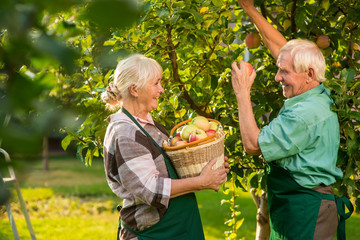 Old couple is picking apples. Woman smiling and holding basket. Fruit garden ideas.