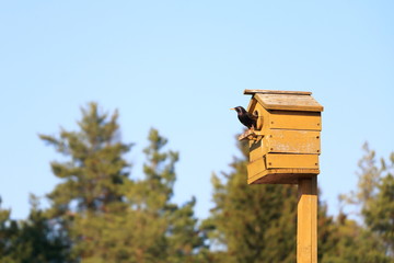 Starling in a dilapidated birdhouse.