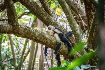 A pair of white faced capuchins on a branch, Costa Rica.