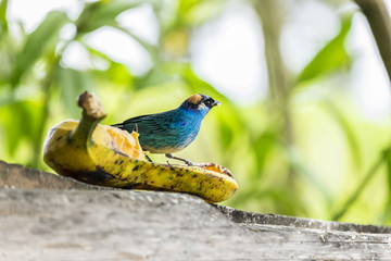 Golden-naped Tanager Feeding on a Plantain