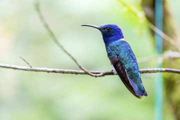 A Male White-necked Jacobin Perched on a Tree in Mindo Ecuador
