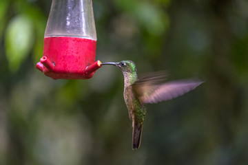 Fawn-breasted Brilliant Hummingbird at the Feeder