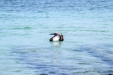 One Blue-footed Booby Floating on the Pacific Ocean