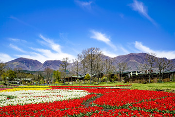 Obraz premium くじゅう花公園 チューリップ
