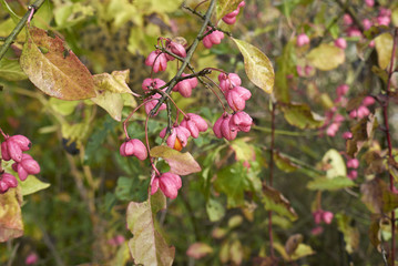 Euonymus europaeus in autumn