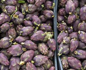 Green and purple Italian Artichokes 