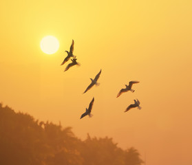 Sunset sky of light with seagulls in the air