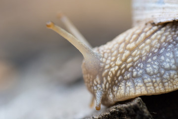 snail in the  forest. Soft focus photo 