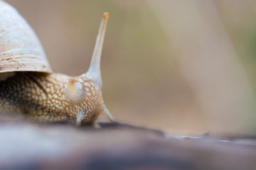 snail in the  forest. Soft focus photo 