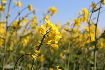 Gelbe Raps Felder, Blüten mit blauem Himmel im Fruehling