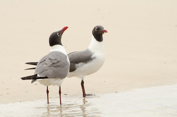 Courtship sequence of laughing gulls