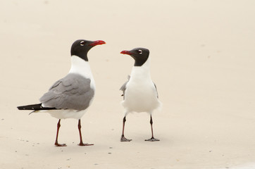 seagulls standoff