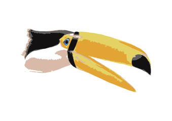 The toucan