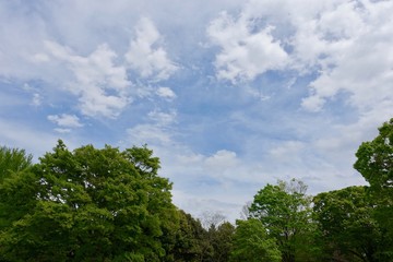 青空と新緑