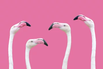 Gardinen ein Flamingokopf © denboma