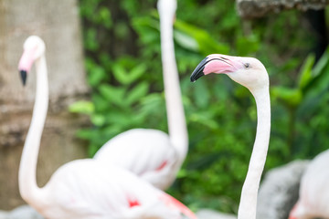 an flamingo's head