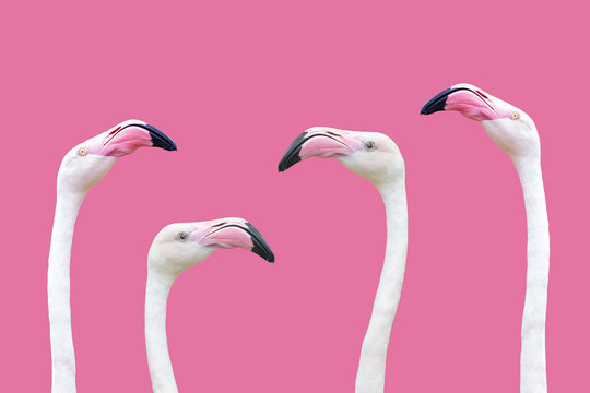 an flamingo head