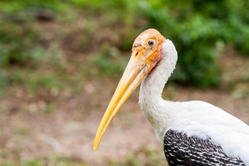 an big bird