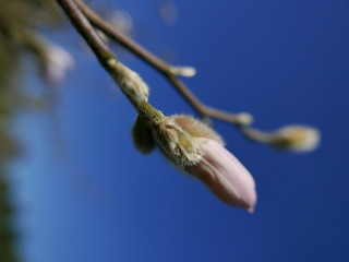 A close up of a magnolia that's just beginning to sprout.
