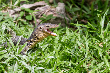 an lizard looking