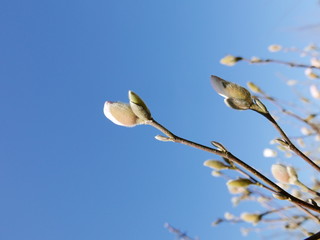 A close up of a magnolia that's just beginning to sprout.