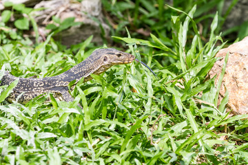 an lizard looking
