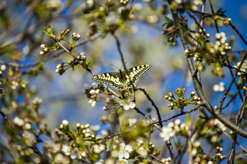 The arrival of spring, the awakening of nature and the start of butterflies fly, the spring view,
