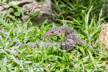 an lizard looking