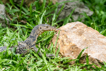 an lizard looking