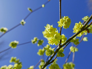 A branch of bright yellow Cornus mas against a magnificent blue sky.
