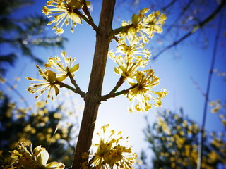 A branch of bright yellow Cornus mas basked in sunlight against a magnificent blue sky.