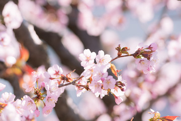 Obraz premium サクラの花 / 合格のイメージ