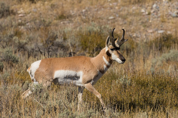 Pronghorn Antelope Buck in Rut