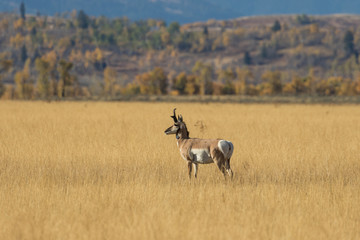 Naklejka na ściany i meble Pronghorn Antelope Buck in Rut