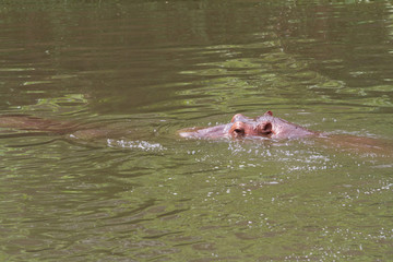 Fototapeta premium An dangerous hippopotamus