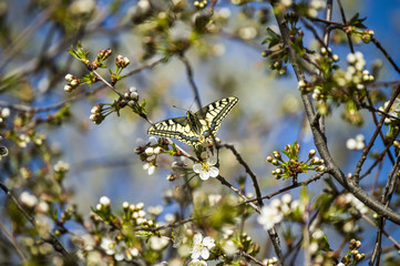 The arrival of spring, the awakening of nature and the start of butterflies fly, the spring view,
