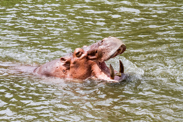 Fototapeta premium An dangerous hippopotamus