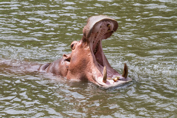 An dangerous hippopotamus