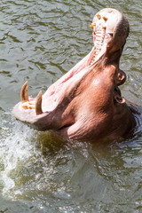 An dangerous hippopotamus