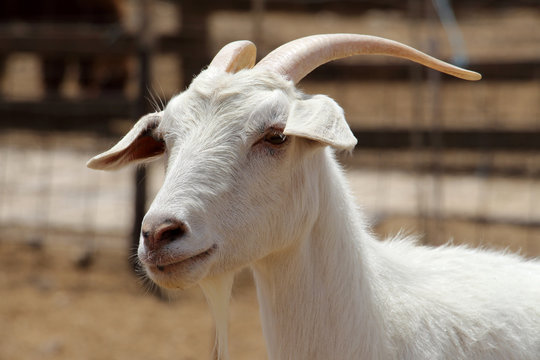 Close up. Goat on Alpaca farm near Mizpe Ramon. Israel 2017