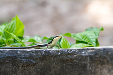 salamander stands tall