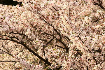 cherry blossom