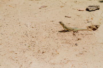 salamander stands tall