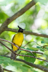 Black crested bulbul