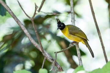 Black crested bulbul