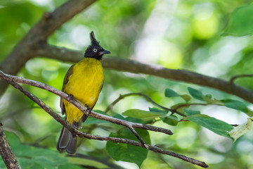 Black crested bulbul