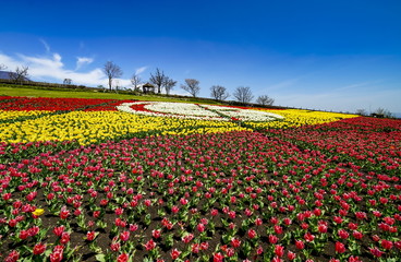 くじゅう花公園　チューリップ