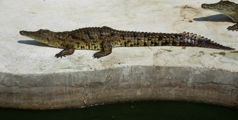 Crocodile saltwater Thailand.